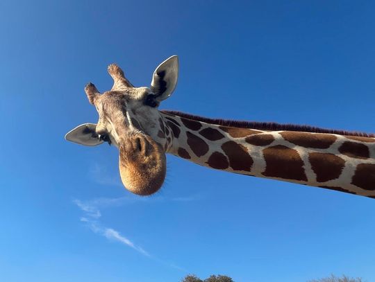 Fossil Rim offers ecotourism in the Texas Hill Country