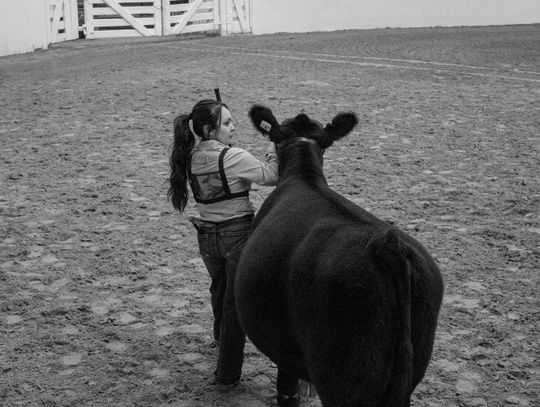 From Livestock to Lifelong Lessons: The Impact of Texas Stock Show Season