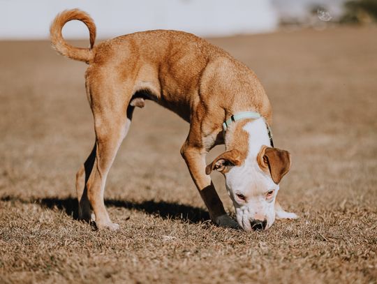 Paws, compassion and purpose: Inside the mission of the Erath County Humane Society Paws, compassion and purpose: Inside the mission of the Erath County Humane Society