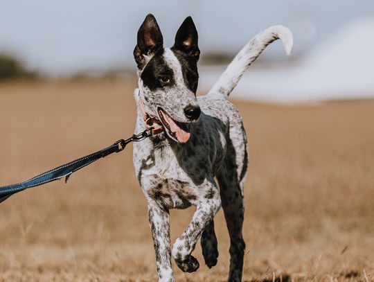 Puppy love during the holiday season: The Erath County Humane Society