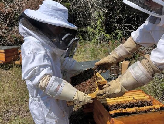 Student CEO Cade Mathis serves communities as he expands Tarleton’s Ag. farm through beekeeping
