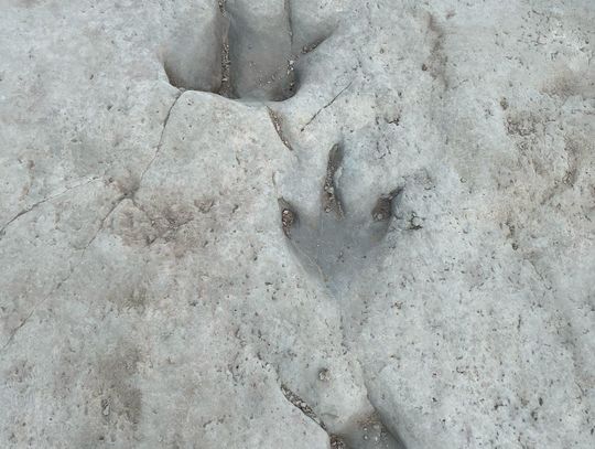 Tarleton State University Geology club uncovers the land before time