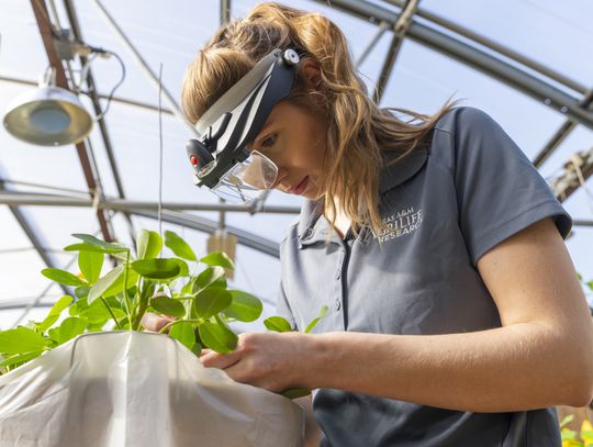 Texas A&M AgriLife leads in peanut research