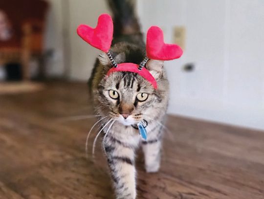 Ways to spoil your pet this Valentine’s Day