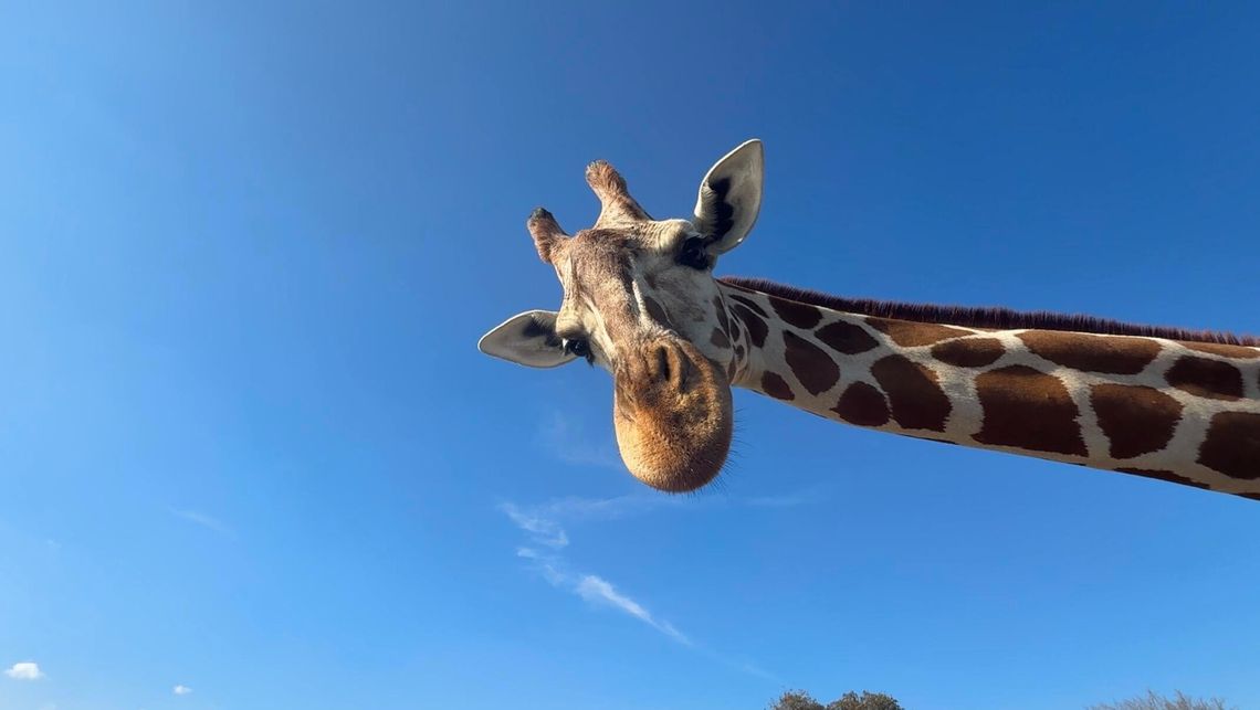 Fossil Rim offers ecotourism in the Texas Hill Country Fossil Rim offers ecotourism in the Texas Hill Country