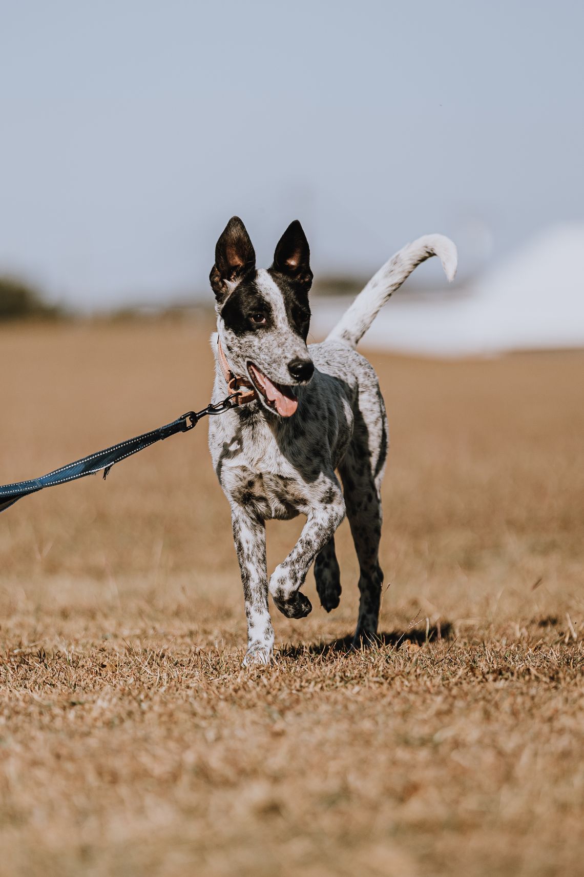 Puppy love during the holiday season: The Erath County Humane Society Puppy love during the holiday season: The Erath County Humane Society