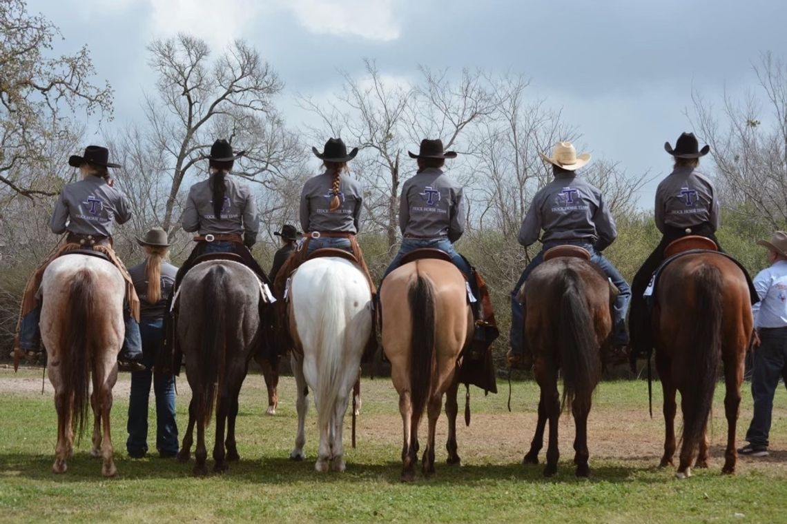 The Stock Horse Team, an opportunity to develop horsemanship skills