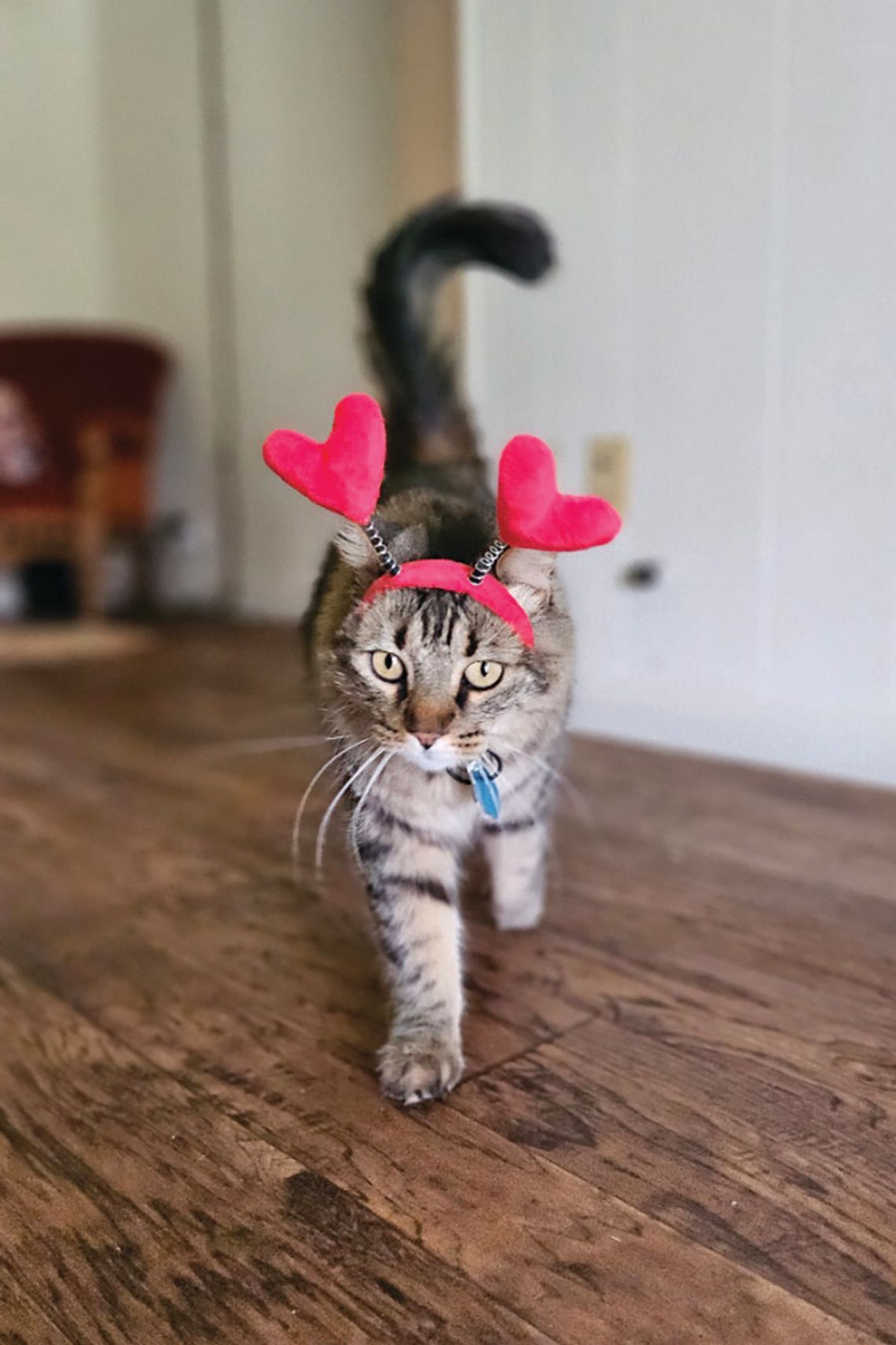 Ways to spoil your pet this Valentine’s Day